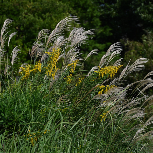 Event image Gardener In Residence @ the Library